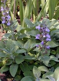 Salvia officinalis - orvosi zsálya Salvia officinalis - orvosi zsálya