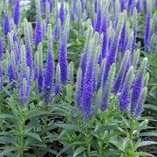 Veronica 'Veronique Blue' - Hosszúlevelű veronika Veronica 'Veronique Blue' - Hosszúlevelű veronika