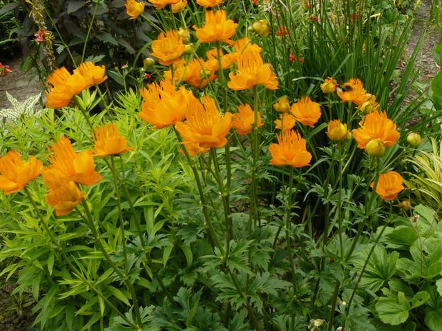 Trollius chinensis 'Golden Queen' - kínai zergeboglár 