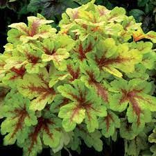 Heucherella 'Mojito'- turbáncső Heucherella 'Mojito'- turbáncső