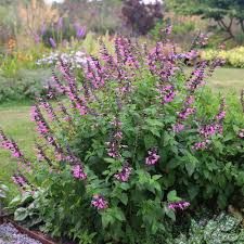 Salvia 'Pink Amistad' - ánizs illatú zsálya Salvia 'Pink Amistad' - ánizs illatú zsálya