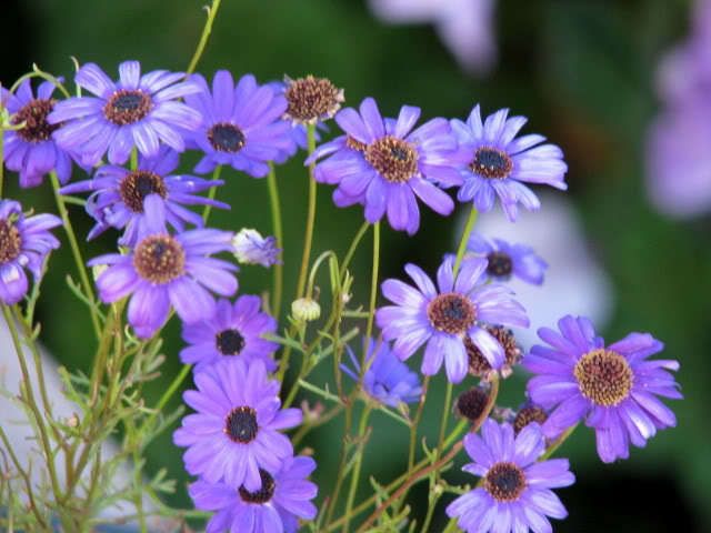 Ausztrál százszorszép (Brachyscome multifida) Ausztrál százszorszép (Brachyscome multifida)