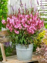 Gaura lindheimeri 'Flamingo Pink' - évelő díszgyertya Gaura lindheimeri 'Flamingo Pink' - évelő díszgyertya