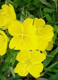 Oenothera fruticosa 'Sonnenwende' - négyszögletes ligetszépe