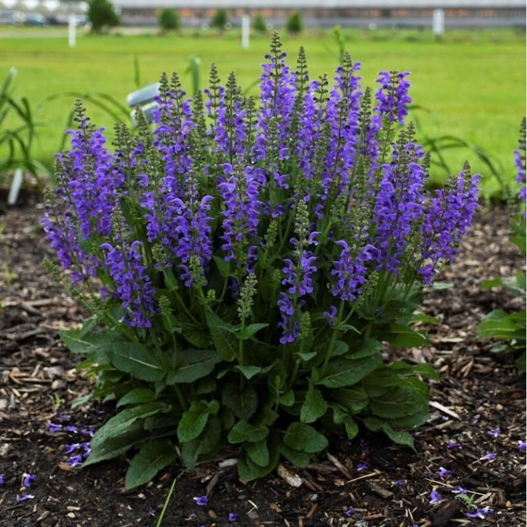 Salvia pratensis ‘Fashionista Midnight Model’ – mezei zsálya Salvia pratensis ‘Fashionista Midnight Model’ – mezei zsálya