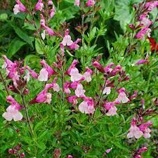Salvia 'Dason's Joy' - őszi zsálya