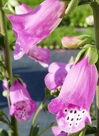 Digitalis purpurea 'Dalmatian Peach' - pettyegetett gyűszűvirág