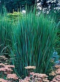 Panicum virg. 'Northwind' - Vesszős köles