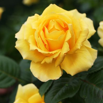 Sunblest - sárga teahibrid rózsa