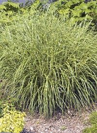Miscanthus sinensis 'Strictus Dwarf' - molnárpántlika