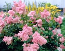 Filipendula rubra ' Venusta' - legyezőfű Filipendula rubra ' Venusta' - legyezőfű