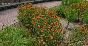 Helenium - őszi napfényvirág Helenium - őszi napfényvirág