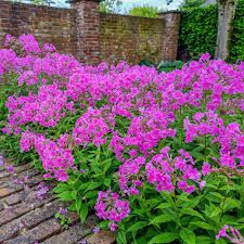 Phlox amplifolia 'Winnenetou' - nagyvirágú lángvirág