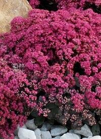 Sedum SunSparkler 'Firecracker' - Varjúháj 