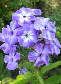 Phlox paniculata 'Blue Paradise' - Bugás lángvirág
