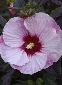 Hibiscus 'SUMMERIFIC Perfect Storm' - mocsári mályva