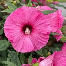 Hibiscus 'SUMMERIFIC Candy Crush' - mocsári mályva Hibiscus 'SUMMERIFIC Candy Crush' - mocsári mályva