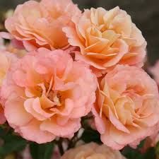 Rosa hybrida 'Cubana' -talajtakaró rózsa