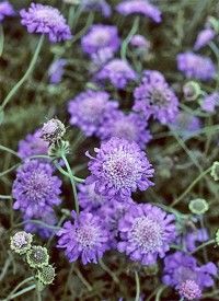 Scabiosa columbaria 'Mariposa Blue' - galambszínű ördögszem Scabiosa columbaria 'Mariposa Blue' - galambszínű ördögszem