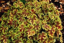 Heucherella ' Solar Power' - turbáncső