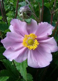 Anemone tomentosa 'Robustissima' - szőlőlevelű szellőrózsa; nepáli szellőrózsa Anemone tomentosa 'Robustissima' - szőlőlevelű szellőrózsa; nepáli szellőrózsa