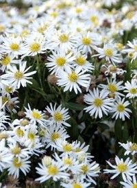 Aster ageratoides 'Adustus Nanus' - Őszirózsa; gerebcsin Aster ageratoides 'Adustus Nanus' - Őszirózsa; gerebcsin