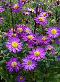 Aster ageratoides 'Ezo Murazaki' - ázsiai őszirózsa, gerebcsin