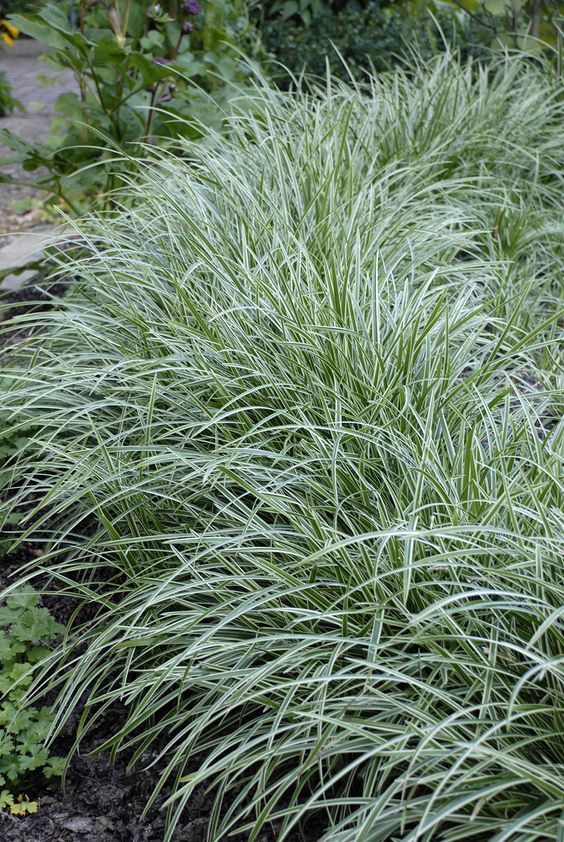 Carex morrowii 'Ice Dance' - Fehér tarka sás 