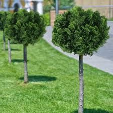 Chamaecyparis obtusa 'Nana Gracilis' - Hinoki álciprus 5 l. kont. Chamaecyparis obtusa 'Nana Gracilis' - Hinoki álciprus 5 l. kont.