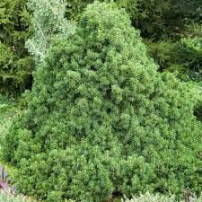 Picea abies 'Tompa' - Törpe Luc 2 l. kont. Picea abies 'Tompa' - Törpe Luc 2 l. kont.