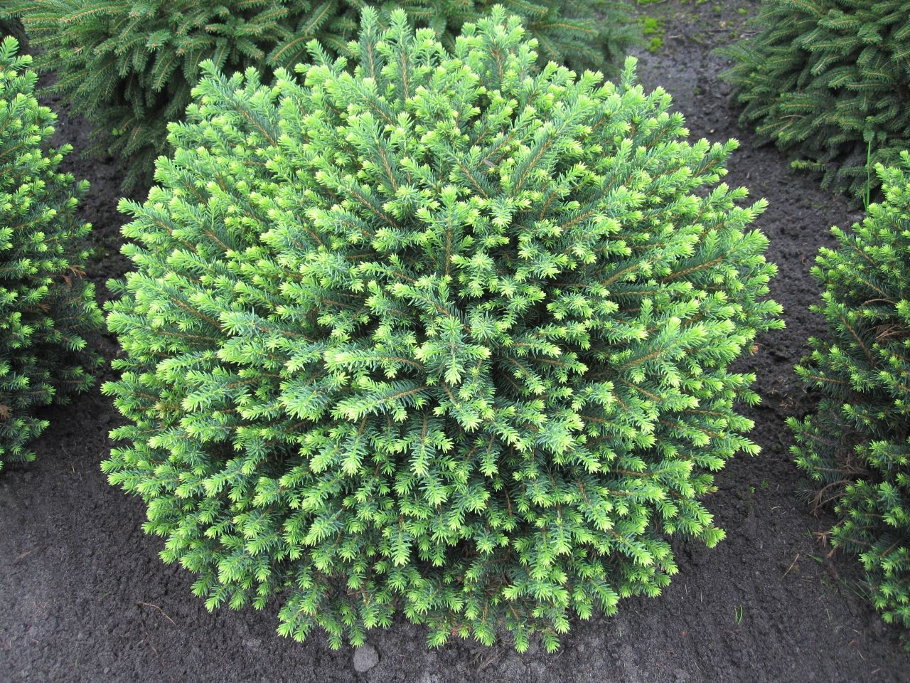 Picea omorika 'Karel' - Törpe gömb lucfenyő, k2