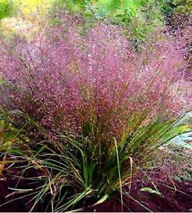 Eragrostis spectabilis - Tőtippan