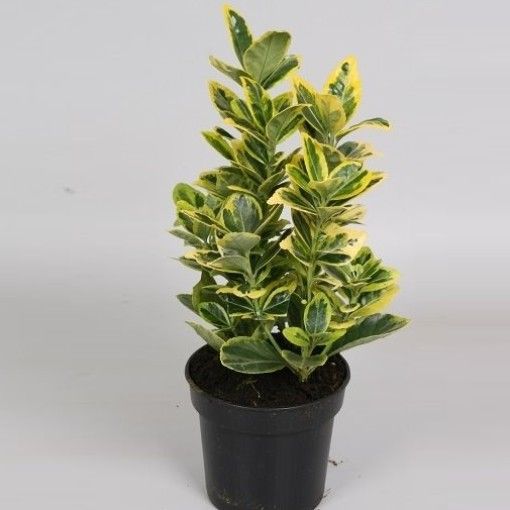 Euonymus japonicus 'Bravo' - Sárga-tarka levelű japán kecskerágó Euonymus japonicus 'Bravo' - Sárga-tarka levelű japán kecskerágó