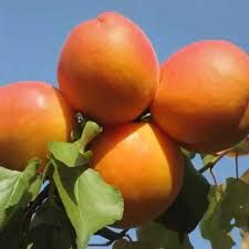 Bergeval kajszibarack, szabadgyökeres oltvány