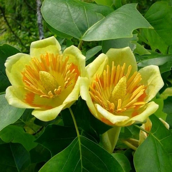 Liriodendron tulipifera 'Fastigiata' - Amerikai oszlopos tulipánfa, 150 cm