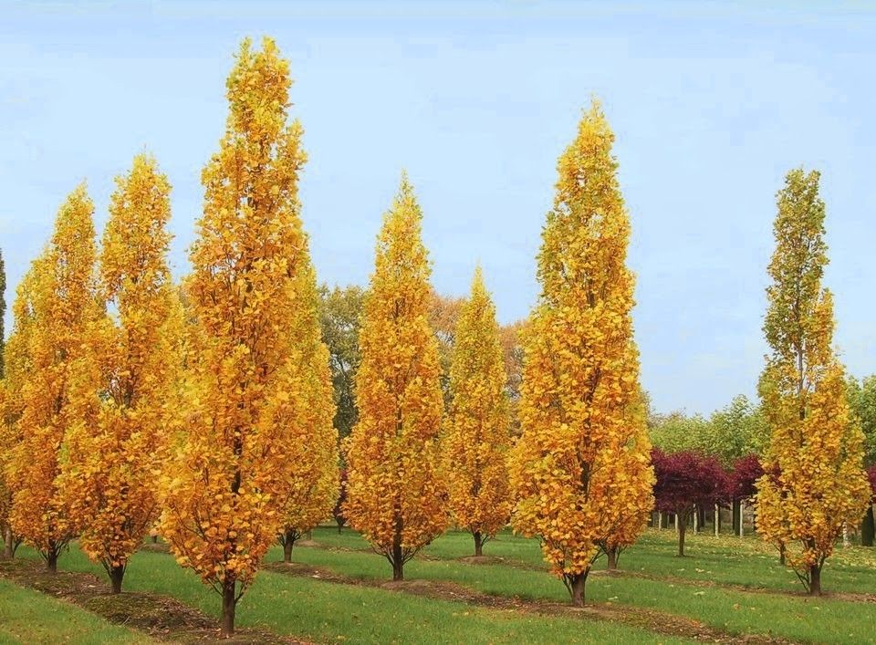 Liriodendron tulipifera 'Fastigiata' - Amerikai oszlopos tulipánfa, 150 cm