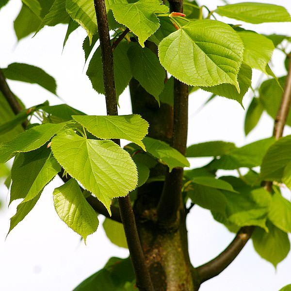 Tilia europaea 'Pallida' - Europai hárs K20