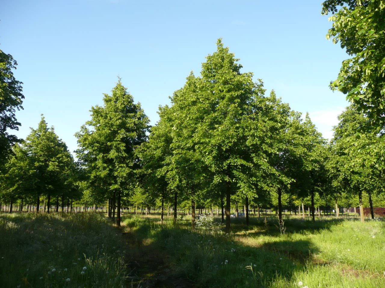 Tilia europaea 'Pallida' - Europai hárs K20