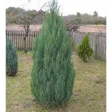 Juniperus chinensis 'Stricta' - Kínai oszlopos boróka Juniperus chinensis 'Stricta' - Kínai oszlopos boróka