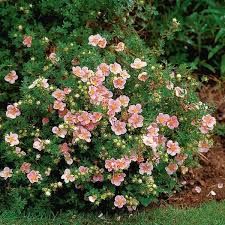 Potentilla fruticosa 'Lovely Pink' - Cserjés pimpó