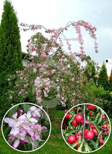 Malus ' Cheal's Weeping' - szomorú díszalma