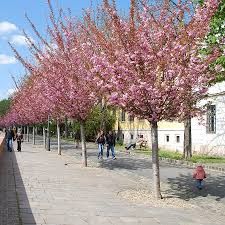 Prunus serrulata 'Kansan' - japán díszcseresznye, K50 Prunus serrulata 'Kansan' - japán díszcseresznye, K50