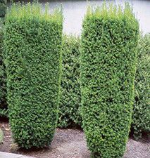 Taxus media 'Hillii' - Oszlopos tiszafa, fld. 80-100 cm