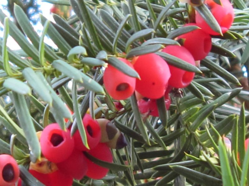 Taxus media 'Hillii' - Oszlopos tiszafa, fld. 80-100 cm