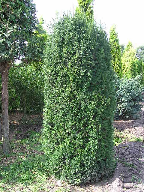 Taxus media 'Hillii' - Oszlopos tiszafa, fld. 80-100 cm