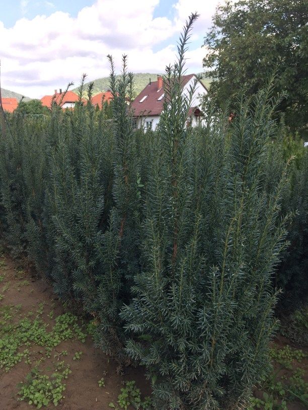 Taxus baccata 'Lakatos' - Oszlopos tiszafa, 100/125 cm