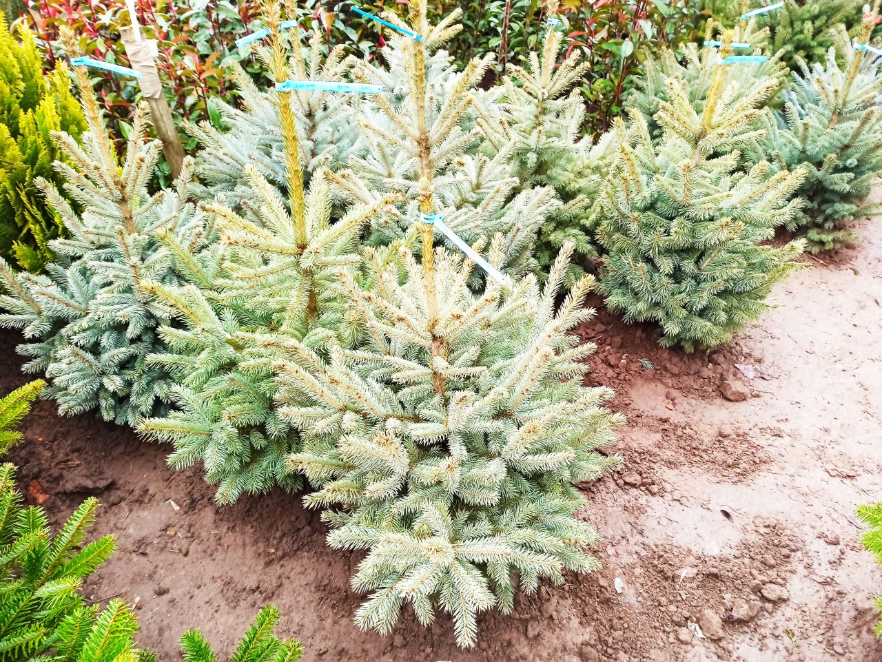 Picea pungens glauca - Ezüstfenyő, 80-100 cm