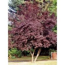 Prunus cerasifera 'Nigra' - Vérszilva Prunus cerasifera 'Nigra' - Vérszilva