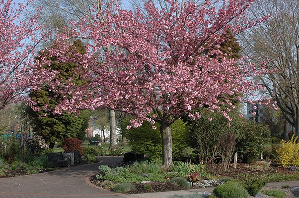 Prunus serrulata 'Kanzan' - Japán díszcseresznye Tm 200 Tk 10/12