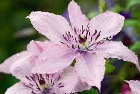 Clematis-íszalag Clematis-íszalag